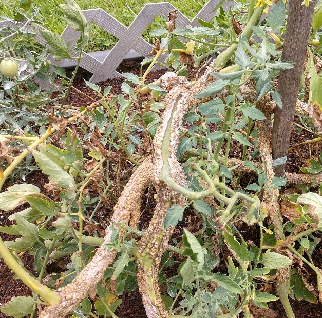 Warty Tomatoes, A Darkling Beetle & more Lichens